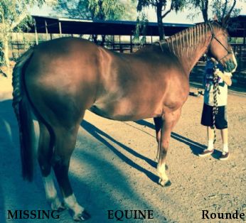 MISSING EQUINE Rounder, REWARD RECOVERED  Near Phoenix, AZ, 85027